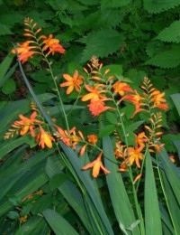 montbretia-4.jpg