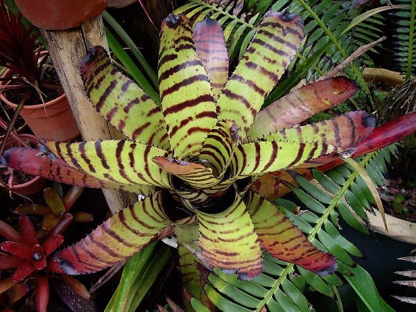 neoregelia9.jpg