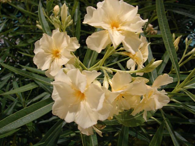 oleander05.jpg