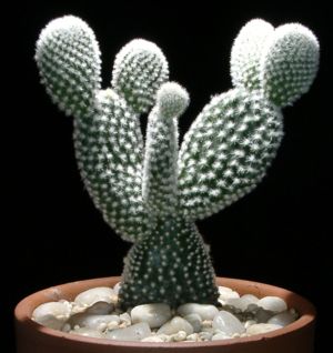 opuntia.jpg