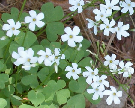 oxalis_alba.jpg