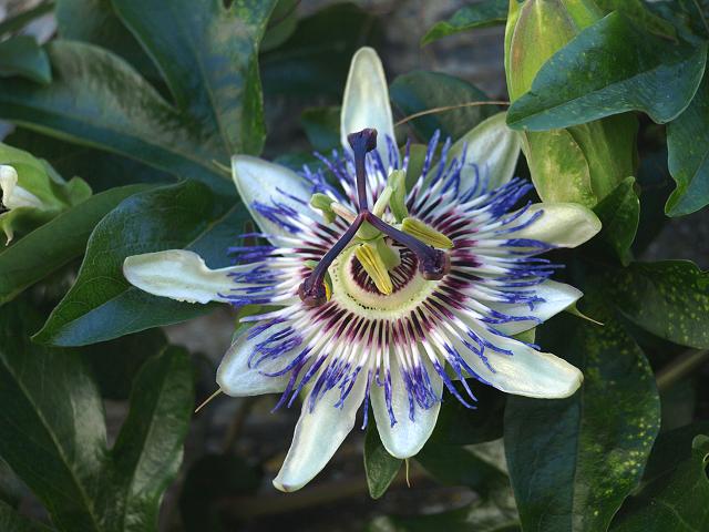 Пасифлора - Passiflora