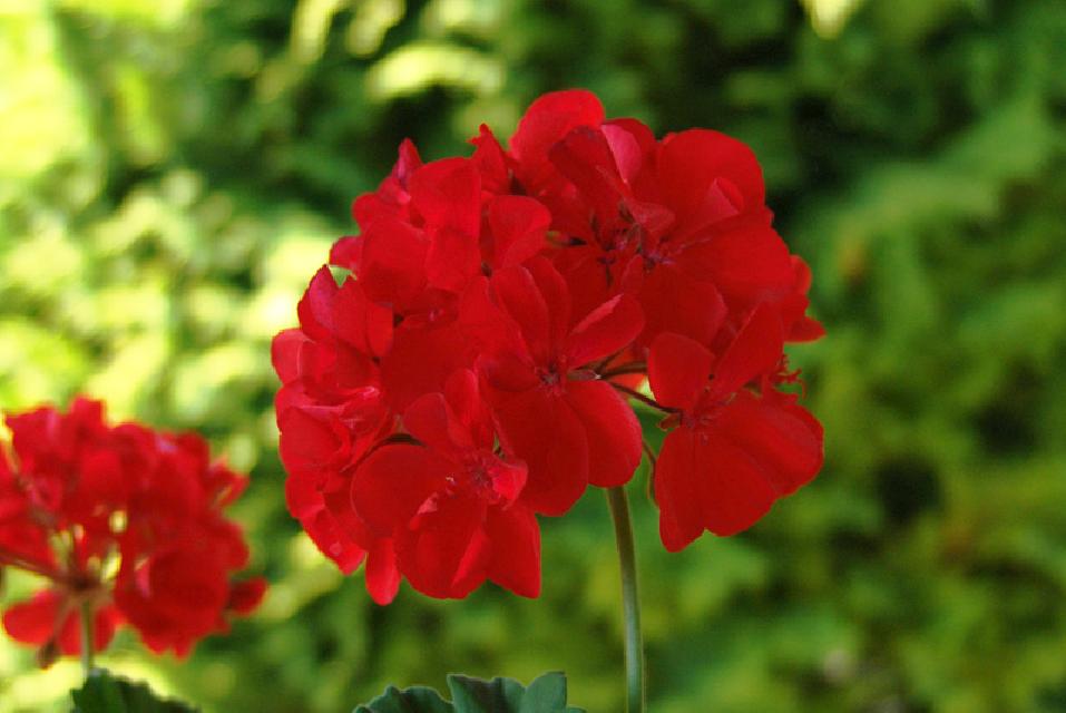 pelargonium_flower.jpg