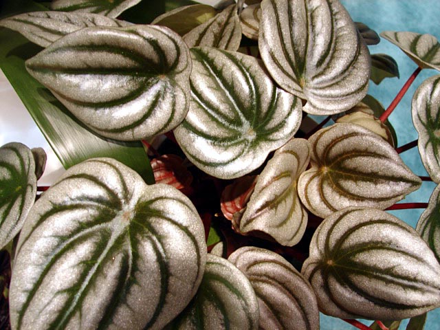 peperomia_argyreia01.jpg