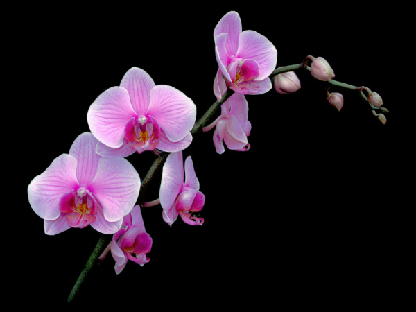 phalaenopsis_pink2.jpg
