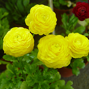 ranunculus-asiaticus.jpg