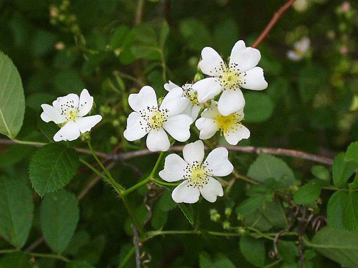 rosa_multiflora.jpg