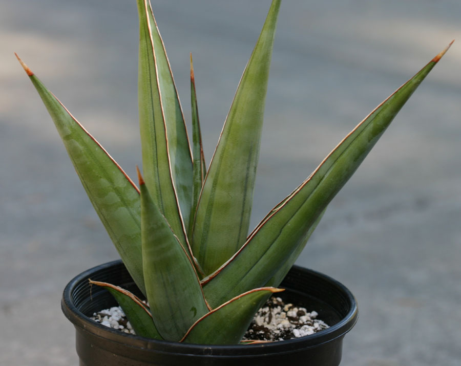 Sansevieria.jpg