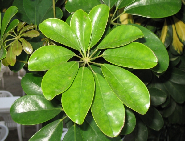 schefflera_arbicola.jpg