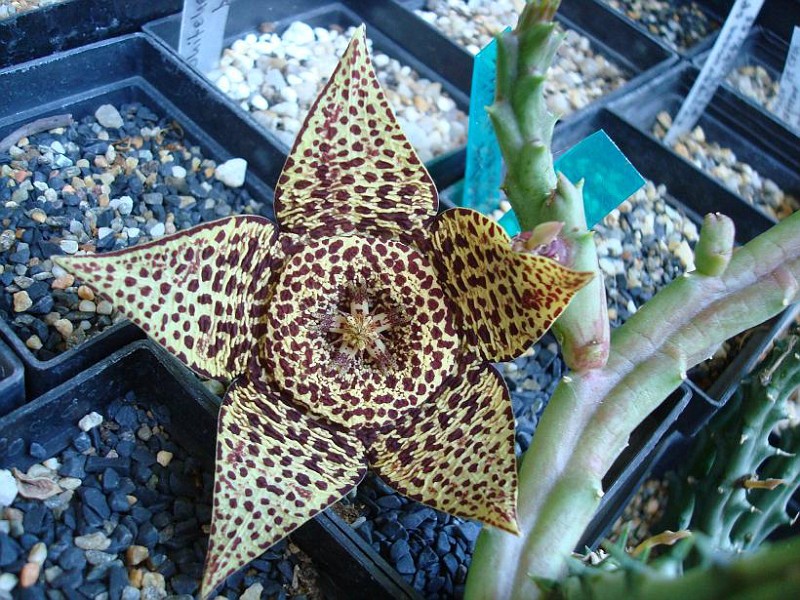 stapelia_orbea3.jpg