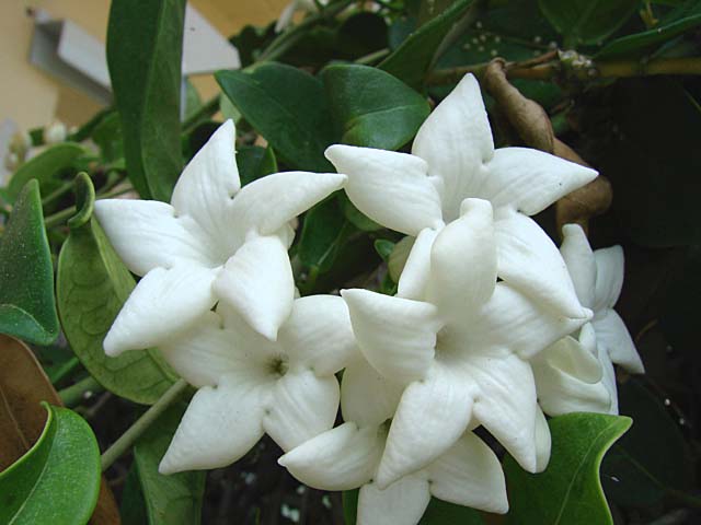 stephanotis_floribunda3.jpg