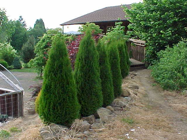 thuja_occidentalis.jpg