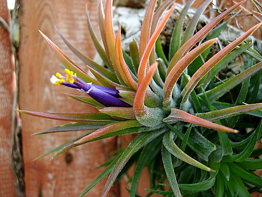 tillandsia.jpg