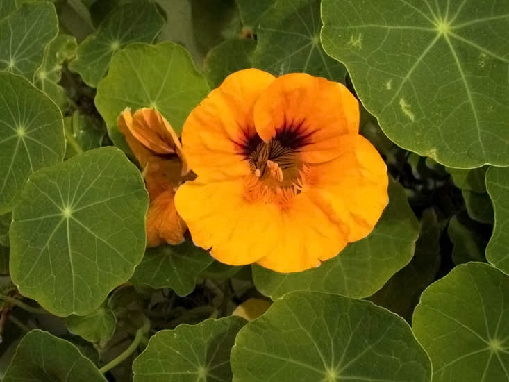 tropaeolum1.jpg