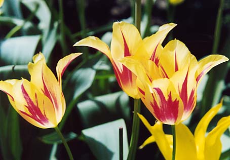 tulipa-l-monalisa.jpg