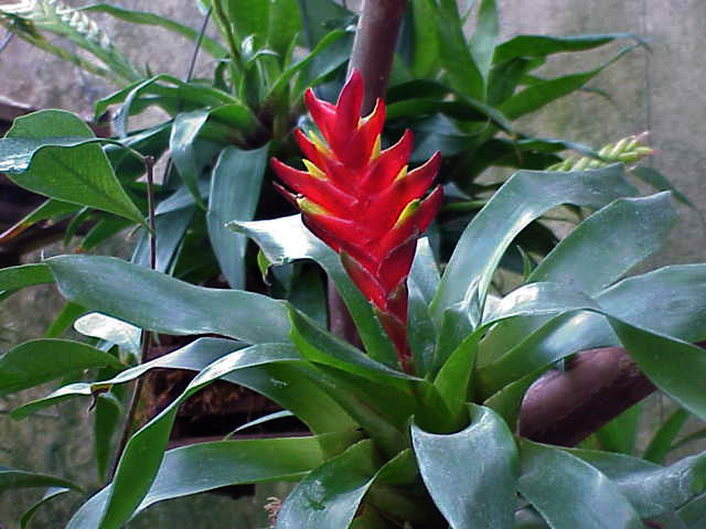 vriesea_splendens.jpg