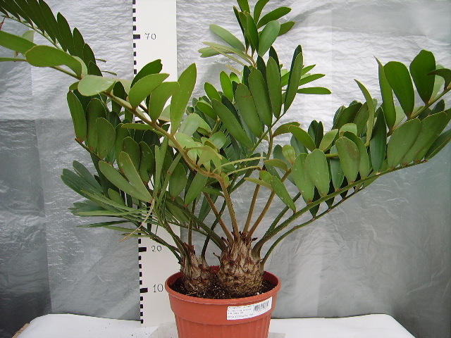 zamia_fulfuracea.jpg