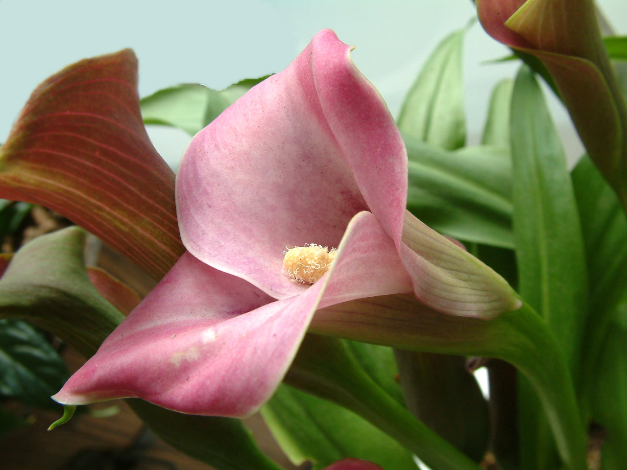 zantedeschia_aethiopica3.jpg