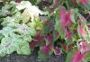 Каладиум (градински) - Caladium hortulanum