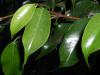 Фикус Бенджамин - Ficus Benjamina