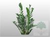 Замиокулкас замиофолия - Zamioculcas zamiif