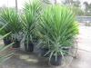 Юка - Yucca elephantipes