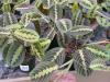 Маранта - Maranta leuconeura