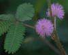 Мимоза - Mimosa pudica