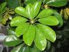 Шефлера - Schefflera