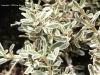 Копросма - Coprosma