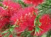 Калистемон - Callistemon