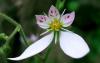 Каменоломка - Saxifraga stolonifera