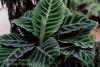Калатея - Calathea