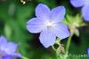 Здравец - Geranium