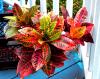 Кротон - Codiaeum variegatum (Croton)