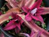 Криптантус - Cryptanthus