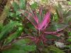 Кордилине - Cordyline