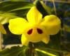 Орхидея Дендробиум - Dendrobium