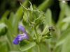 Градински чай (салвия) - Salvia officinalis