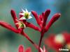Анигосантус (Кенгуруво цвете) - Anigoza