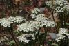 Бял равнец - Achillea Millefolium